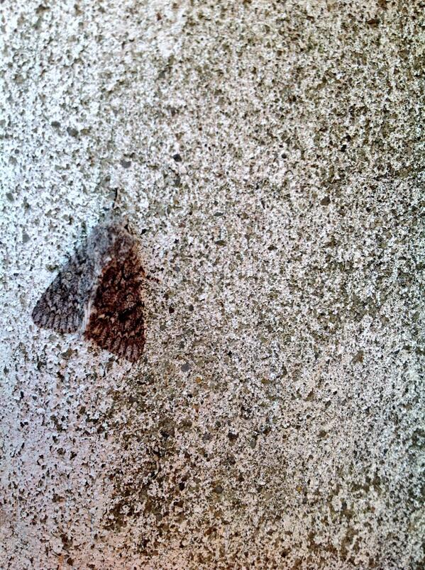 bathcat_'s tweet image. Stealthy moth is nearly stealthy #stealthfail