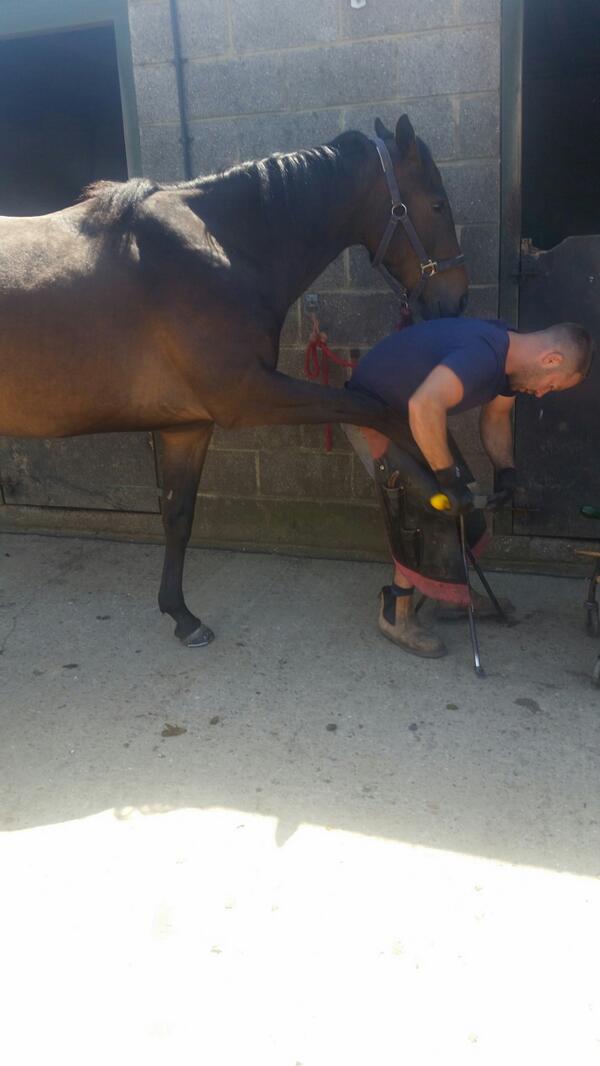 RClaringbould's tweet photo. Wizz having his first ever shoes on. ....nothing bothers him x http://t.co/IqQ2y7uoS3