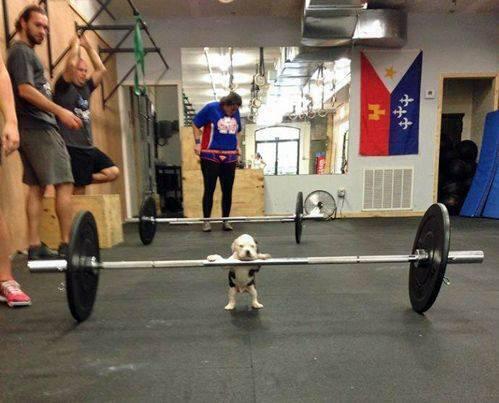 OMGCutePosts's tweet photo. puppy powerlifting http://t.co/CmAZwT4sXE