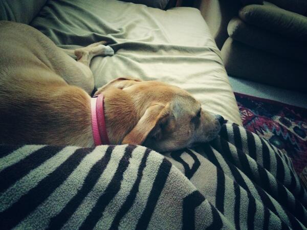 My dog thinks I like her... #rl 😋