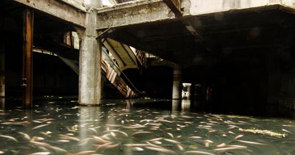 YourDailyMedia's tweet photo. Abandoned Mall Hides Magical Aquarium http://t.co/YKoASGbBw7 http://t.co/m1382AgJxS