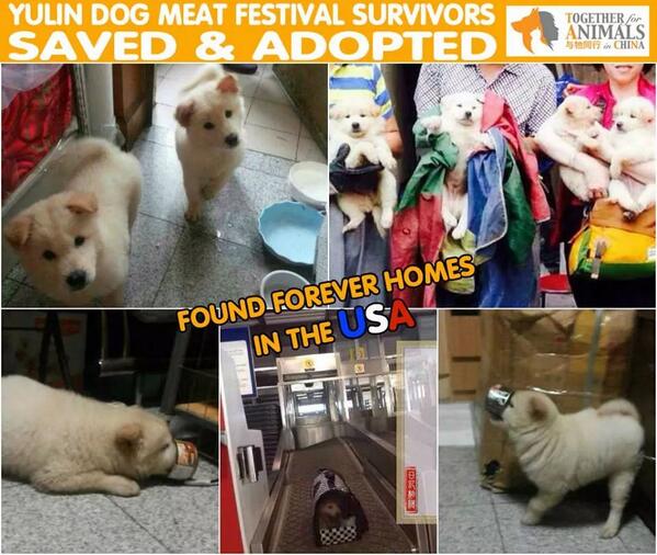 diliska74's tweet image. Yulin survivors. ...now in homes. A good ending for some. #YulinGetDogsOffTheMenu