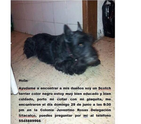 Mascotas Perdidas DF tweet media