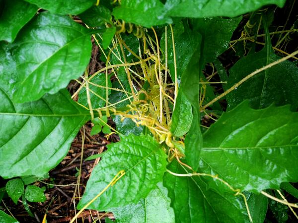 세삼~!
간에 좋고 보신 또 정력에 좋다는 세삼입니다은
다른 식물에 기생(흡혈?)해서 사는 녀석입니다.
기생하는 식물에 따라 약성이 다르다는데..
까마중에 기생하는 이놈의 약성은?