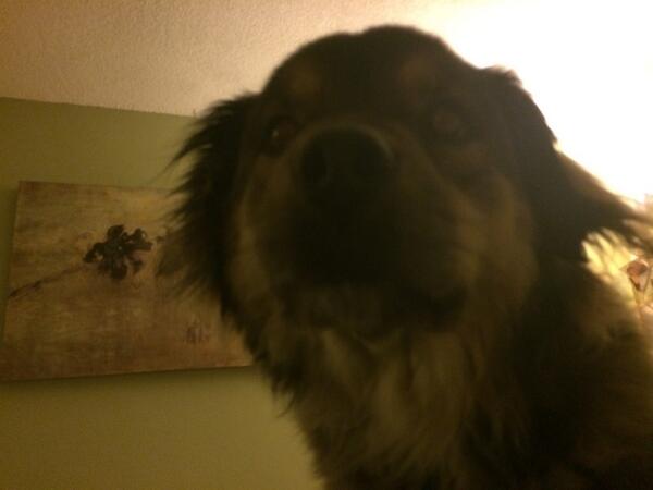 LexieBlogic's tweet image. opposers of immigration reform should be deported to N. Canada, where it&apos;s cold and somewhat socialist  #lexie14