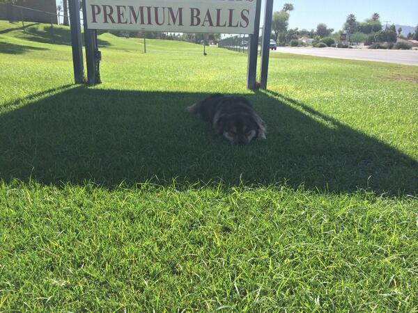 LexieBlogic's tweet image. School should be free just like parks, it&apos;s in the constitution. #lexie14