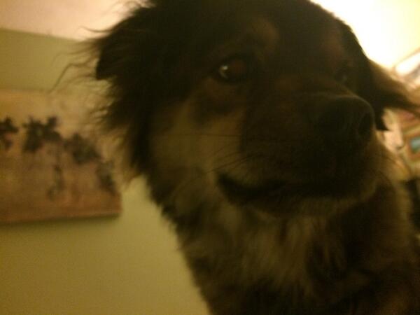 LexieBlogic's tweet image. Soviets and cats are basically the same thing. we should just sic dogs on him. #lexie14