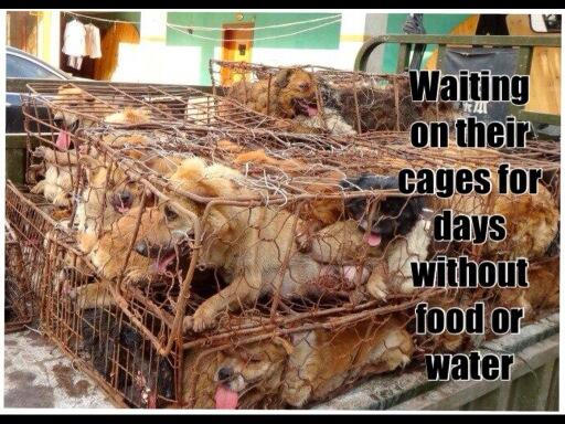 lillybalderas's tweet image. YULIN one of the worst places to be a dog #Stop2015YulinDogMeatFestival #YulinGetDogsOffTheMenu