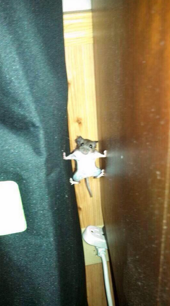 StumblerTop's tweet image. If I see a mouse put forth this kind of effort, he deserves to live in my house…
