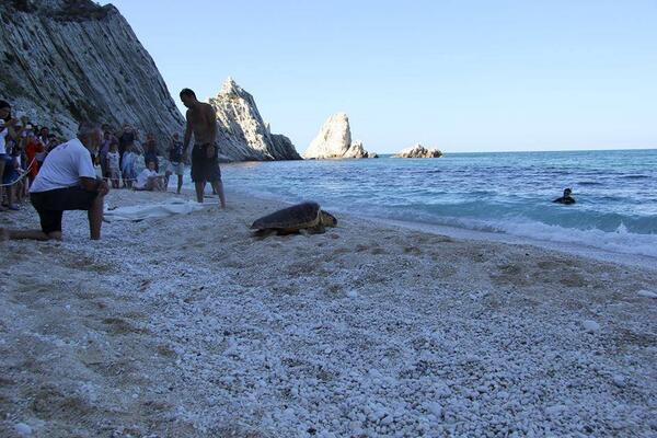 Numana Città Delle Tartarughe Una Caretta Caretta Per