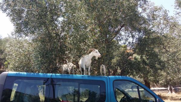 mafleen's tweet image. Goats using the car roof to reach tender shoots.  How do you insure for that? #goats #inventive #insurancenightmare