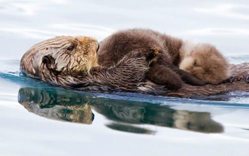 ImageFun99's tweet photo. A Sea #Otter Mother Swims With Her Pup on Her Chest | http://t.co/TPGWbYZjmK | http://t.co/3XzUD1TF4v