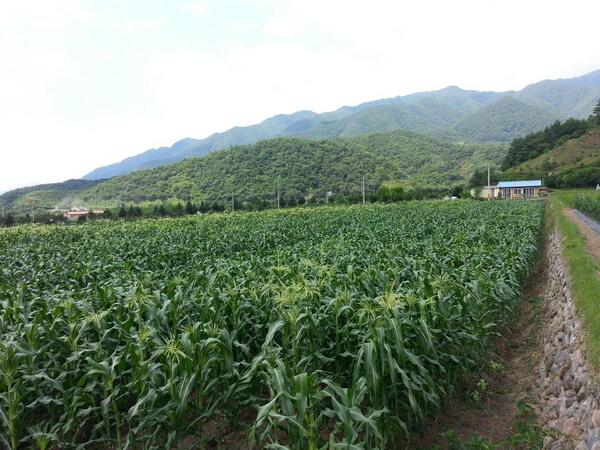 달콤한 초당옥수수 예약 판매합니다!
경남 산청에서 농사를짓고 있습니다.
7월20일경 부터 순차발송합니다
20개 24,000원(큰옥수수수,작은옥수수 반반) 무료배송
주문은 010-3594-9593 문자주세요
