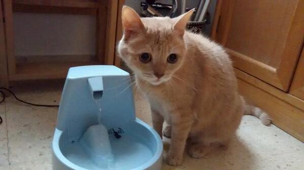 Pedro Román tweet media