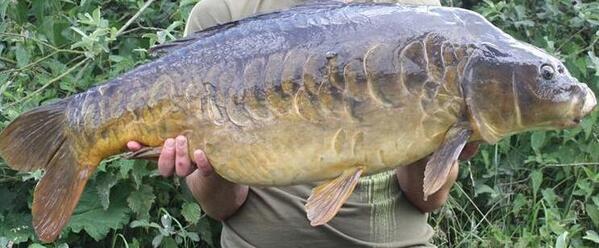 Another cracking #Norfolkcarp
Another jewel thats resides in a Norfolk lake
#carp
#carpfishing
#carpcrew