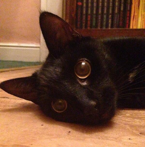 lexndexnco's tweet photo. Dexter uses the wide-eye cutie tactic to try to get his own way, "Don't make me go downstairs, I'll be good!" http://t.co/YKSmWlOr1e