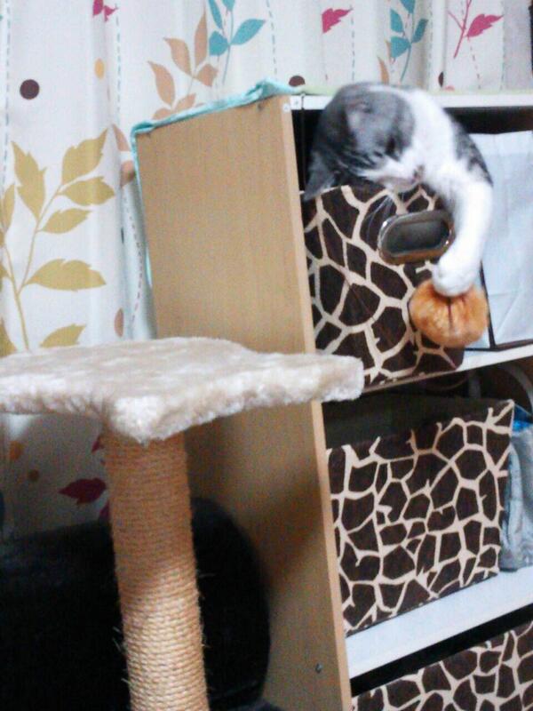 nqrse's tweet photo. この猫 0円 コスパよすぎ http://t.co/3j17vLFP5R