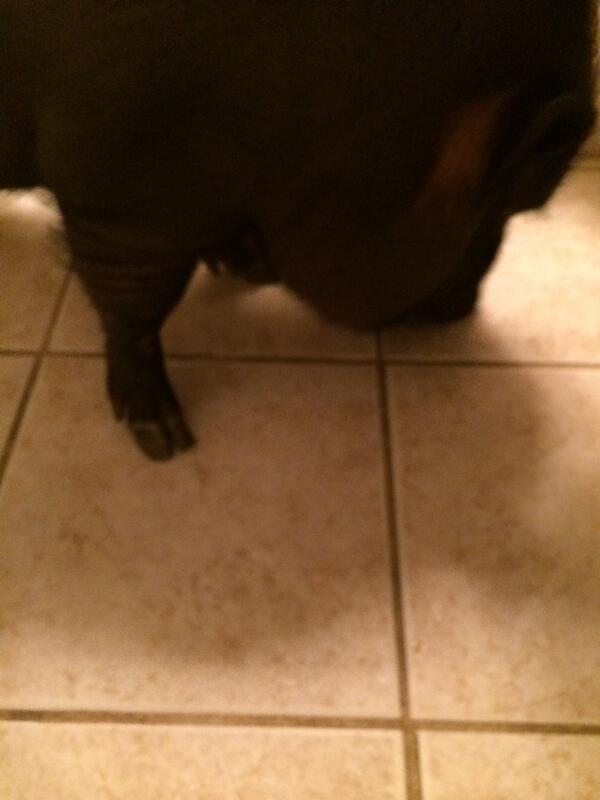 MissSmartyJones's tweet image. This little piggy keeps me company when I take a bath. #MiniPigLife