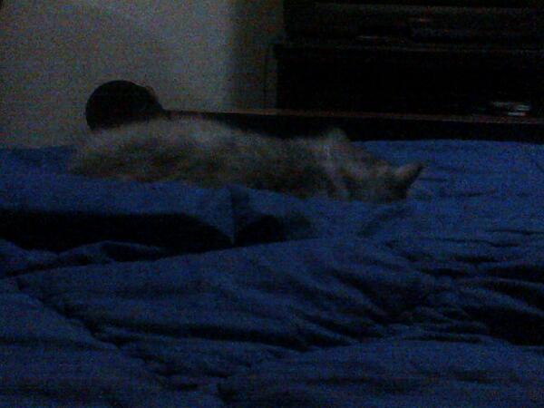 Ada yg numpang bobo.. :))