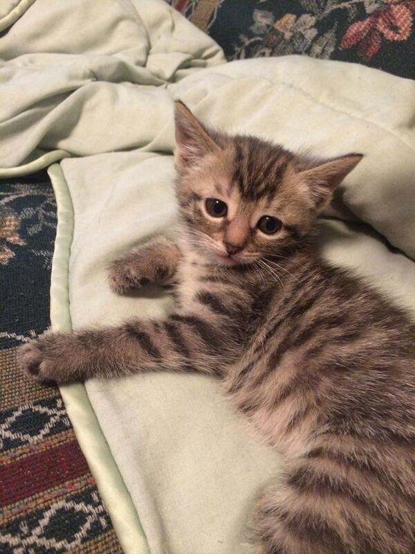 nsfwnayeon's tweet image. PREORDER BO$$ DO IT FOR THIS LITTLE GUY #preorderBOSSoniTunes #5DaysTill5HBOSS #SycoBossFollowSpree