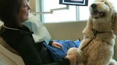 informativost5's tweet photo. Humprey, el perro que ayuda a superar el miedo al dentista http://t.co/zDj53pJbKY http://t.co/QINyRT8rbA