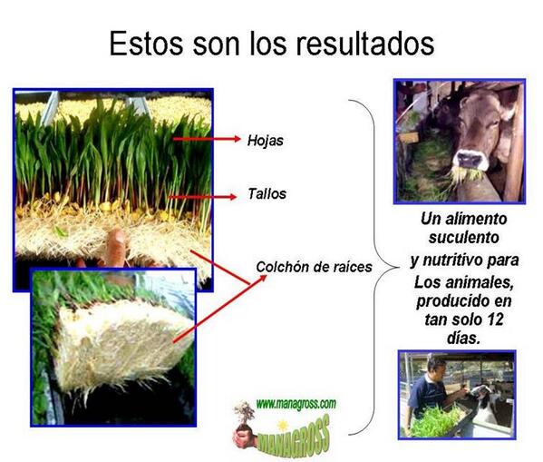 Managross's tweet photo. En épocas de sequía, los Forrajes Verdes Hidroponicos (FVH), la mejor opción. http://t.co/CYjhaF2aiS http://t.co/vunUvAVmgR