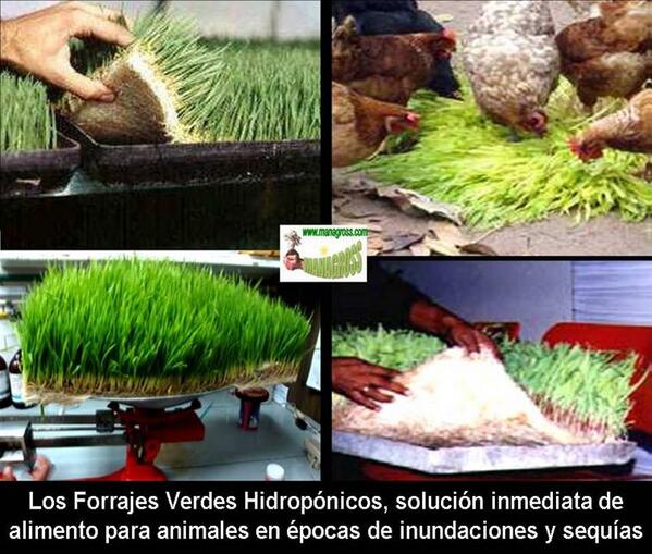 Managross's tweet photo. En épocas de sequía, los Forrajes Verdes Hidroponicos (FVH), la mejor opción. http://t.co/CYjhaF2aiS http://t.co/vunUvAVmgR