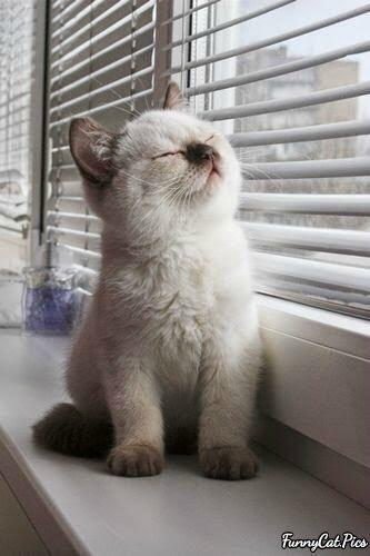 Image result for cat sunbathing images