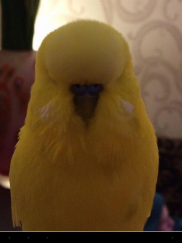 yokithebird tweet picture