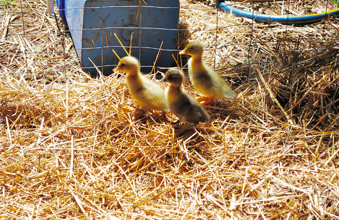 also, the baby ducks came out for a minute earlier and I was able to get this picture real quick. bbs<a href="/tag/throwbackthursday"class="tags"><span>#throwbackthursday</span></a>