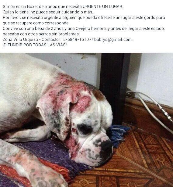 BonellsAle's tweet photo. “@cintiaspy: "Ayudemos a este boxer!! http://t.co/iVIbIPdSOn @aide_tarrio"" Por favor, ayuda!!! @ComunidadMitre” @elcampito @maxarmoza