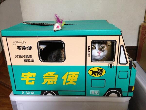 cutecatsvsdogs's tweet photo. #cutecatsvsdogs #cat http://t.co/m6gZEzQoe5
