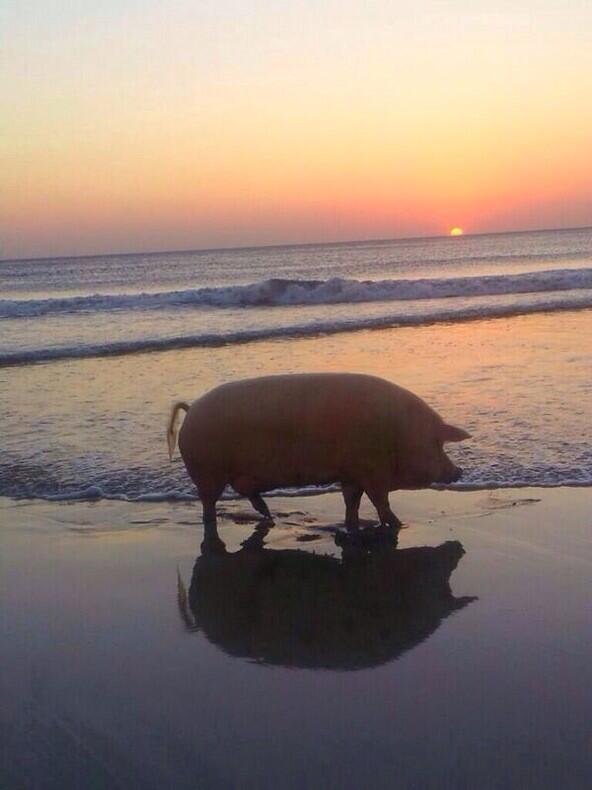 musty_tip's tweet photo. My life in a portrait. http://t.co/ZnZjfMqOWP