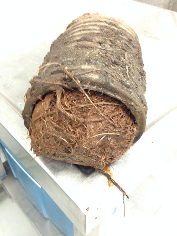 Got to the...root...of the bunker drainage problem