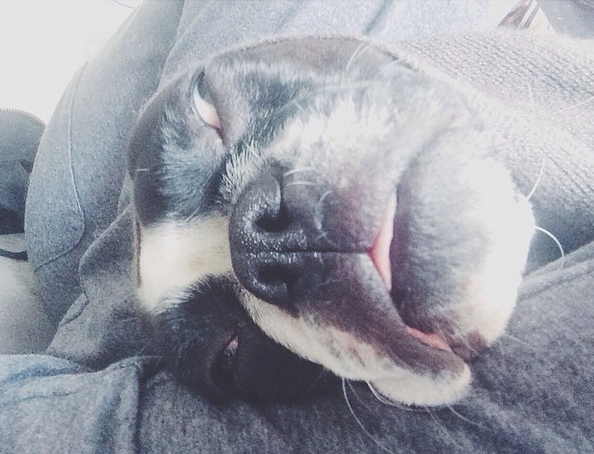 Ryan_Patricks's tweet photo. Dexter could basically be a dog model. #classicallyhandsome http://t.co/H8GyIIMx7h