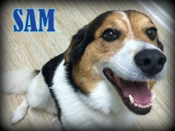 Looking for a sweet n cute beagle mix? Sam looking for a home #rescue #beagles #adoption  ohiofuzzypawz.com/animals/detail…