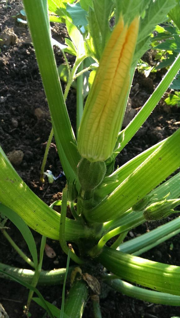 chefjon31's tweet image. #backyardshenanigans