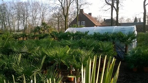 Aanstaande zaterdag gaan wij ons gehele terrein leegverkopen. Grote kortingen op al onze palmbomen !!!  <a href="/Brabantpalm/">Brabantpalm</a>