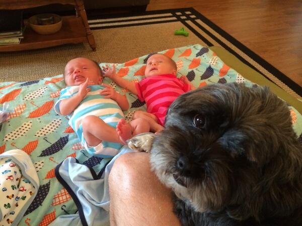 TheShihPoo's tweet image. It&apos;s been an adjustment, but I&apos;m learning to take care of 4 humans instead of just 2. #security #pupprotection