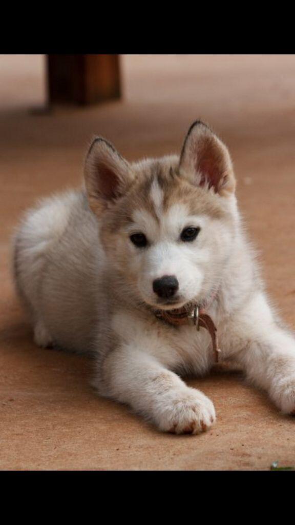 DogsPorns's tweet photo. http://t.co/zwzpOfzaJD