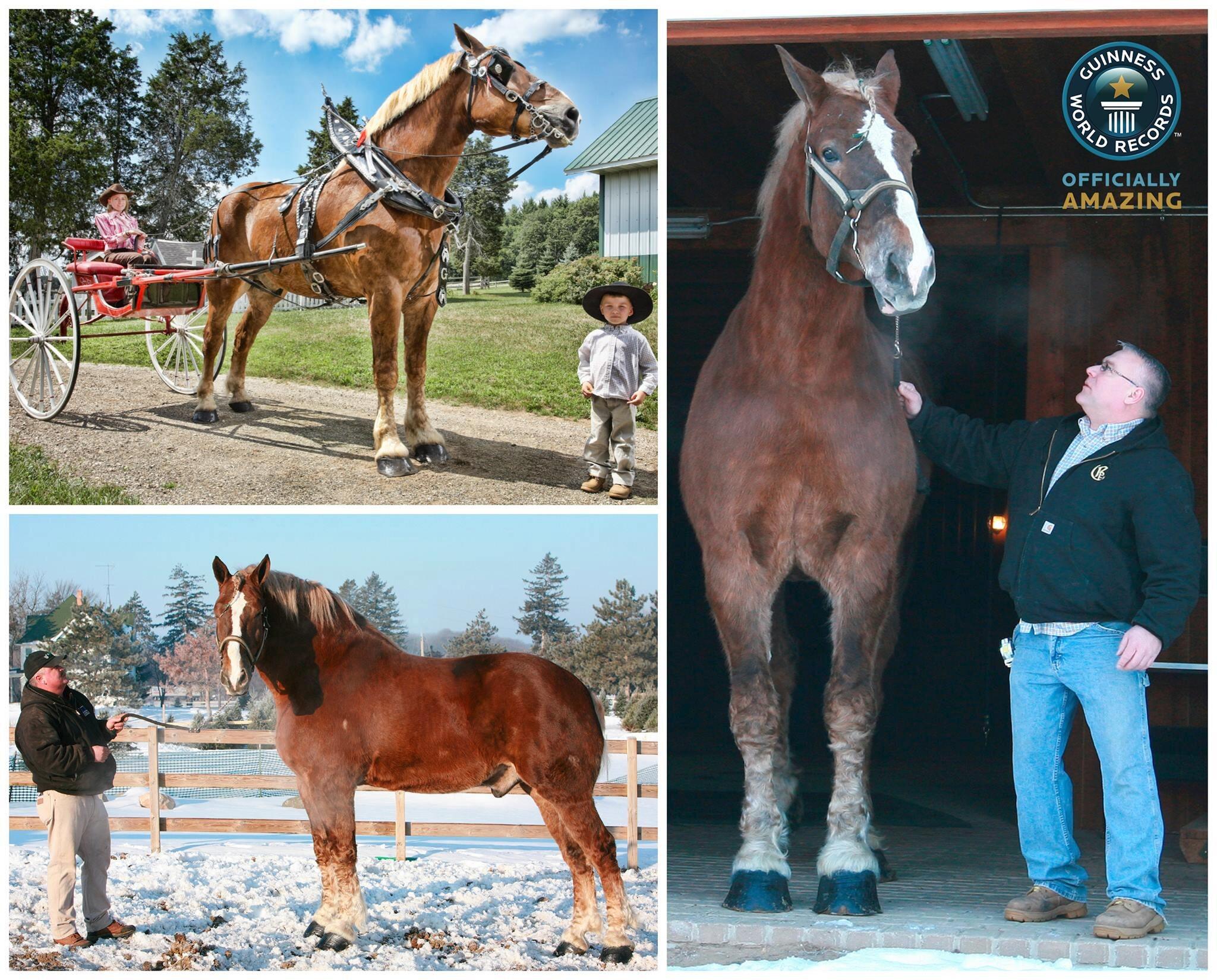 Worlds largest horse ever recorded