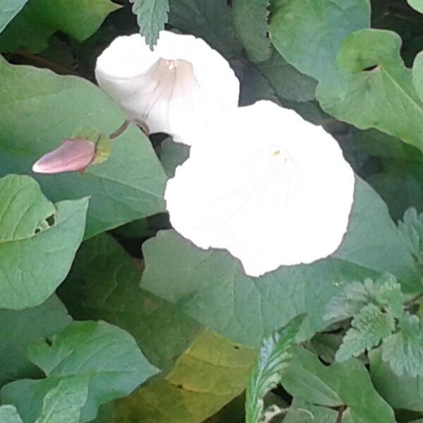 Maika Couselo (@couselomaika) on Twitter photo 