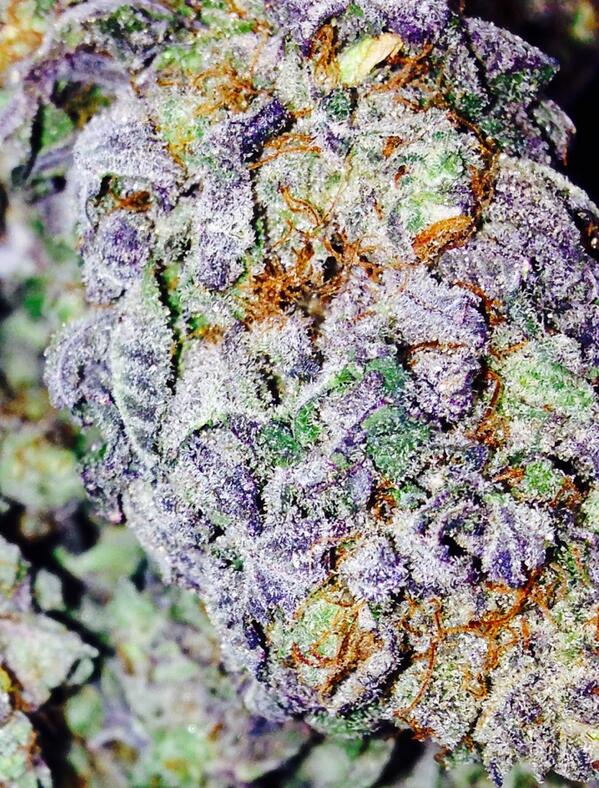 FireflyDelivery's tweet image. Purple Nepal! #weedmaps #710 #seattle #firefly fireflygenetics.com