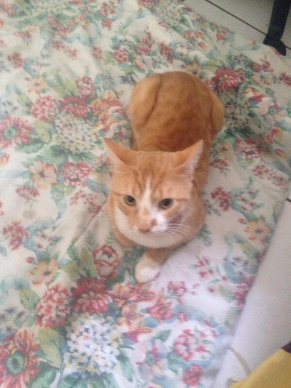 stef1111_'s tweet image. My cat LOVES trance haha came right in my room as soon as I started blasting #ASOT670