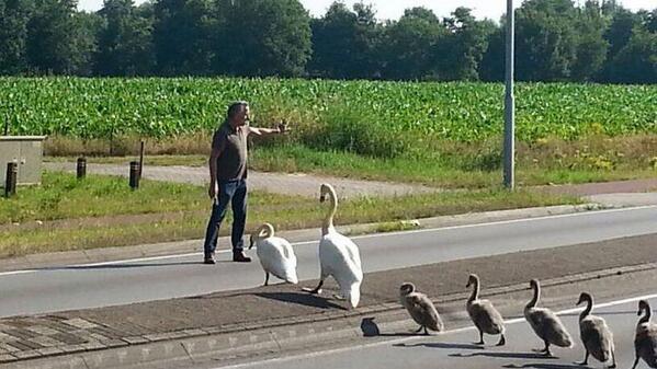 omroepbrabant's tweet photo. Echte dierenliefde! Man loodst uitgedroogde zwanenfamilie over de weg naar vijver http://t.co/YLRJNidGEM http://t.co/0z9Co2tuqE