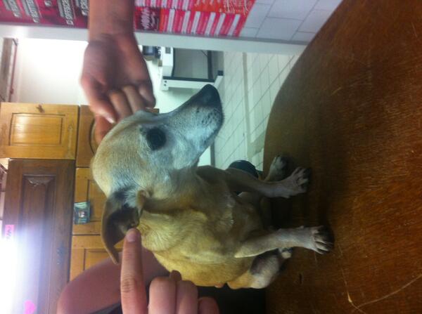 Ook hond Alfred doet mee aan de trend! #knalfie #Stadsinitiatief