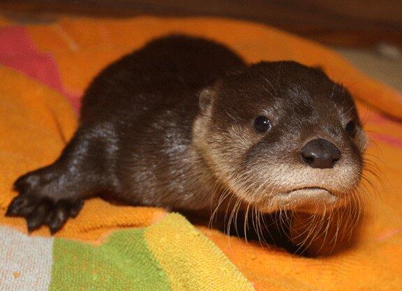 Quick <a href="/Sevadus/">Matt Zagursky</a>, activate Emergency Otter Cutness Plan Alpha-1!