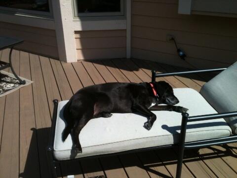 thisisdnells's tweet photo. What SPF do dogs wear ? #bathingbeauty http://t.co/lMgDHWLEmy