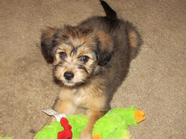 kitt2368's tweet photo. Zamboni is 2 months old today...:) http://t.co/drw0RYlHhW