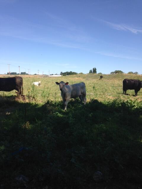 farmermattwood's tweet image. Meet Lucifer, he keeps getting out and eating my garden!  #cowproblems #countryliving #readytomakehamburger